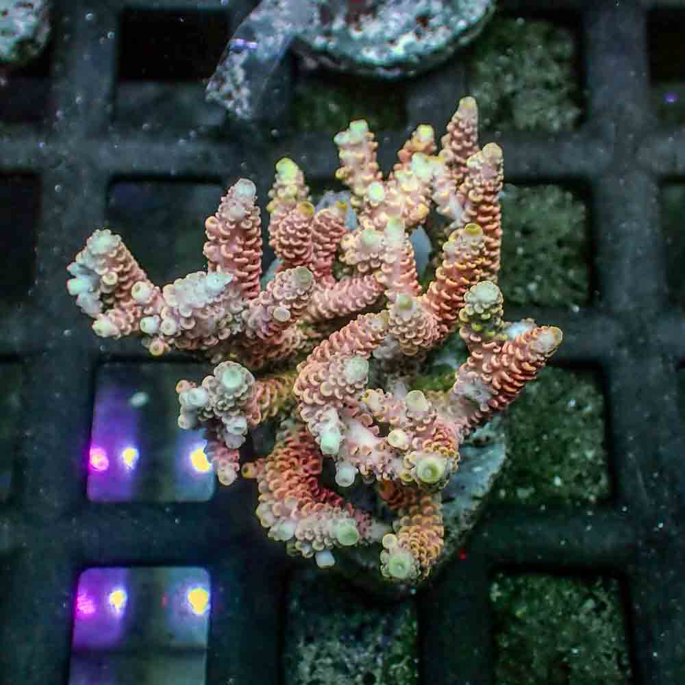 Red Acropora Millepora (M)