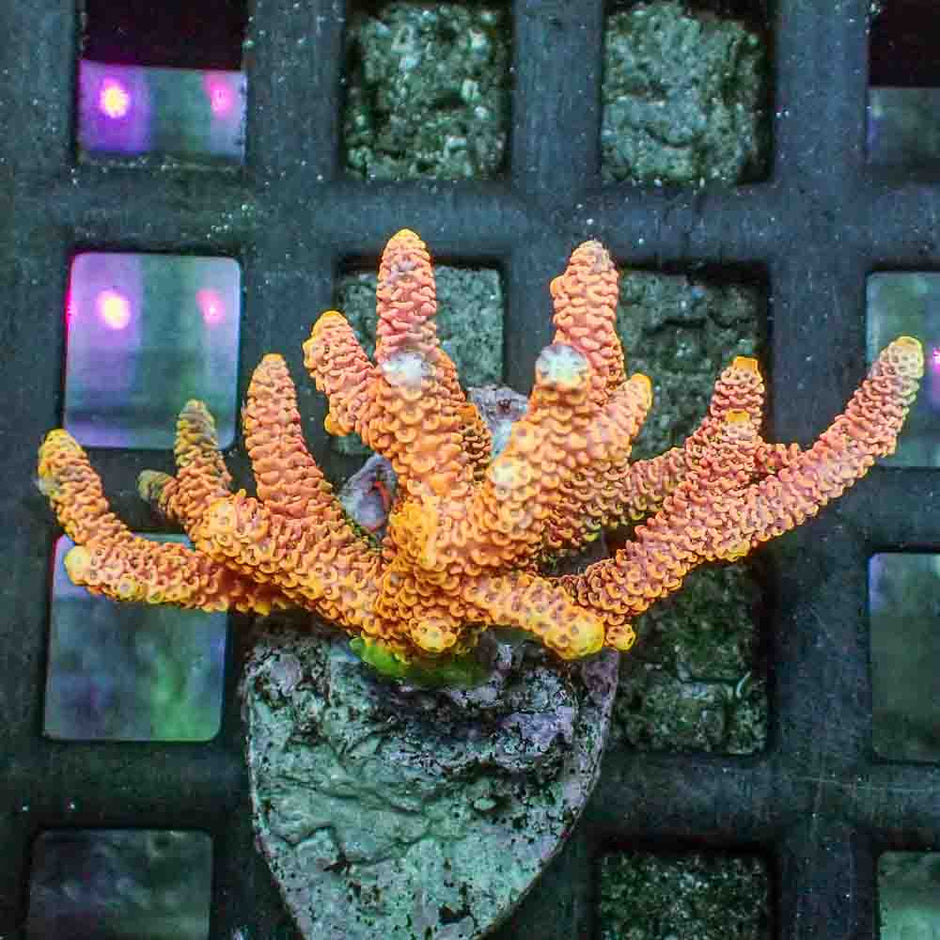 Orange Acropora Millepora (M)