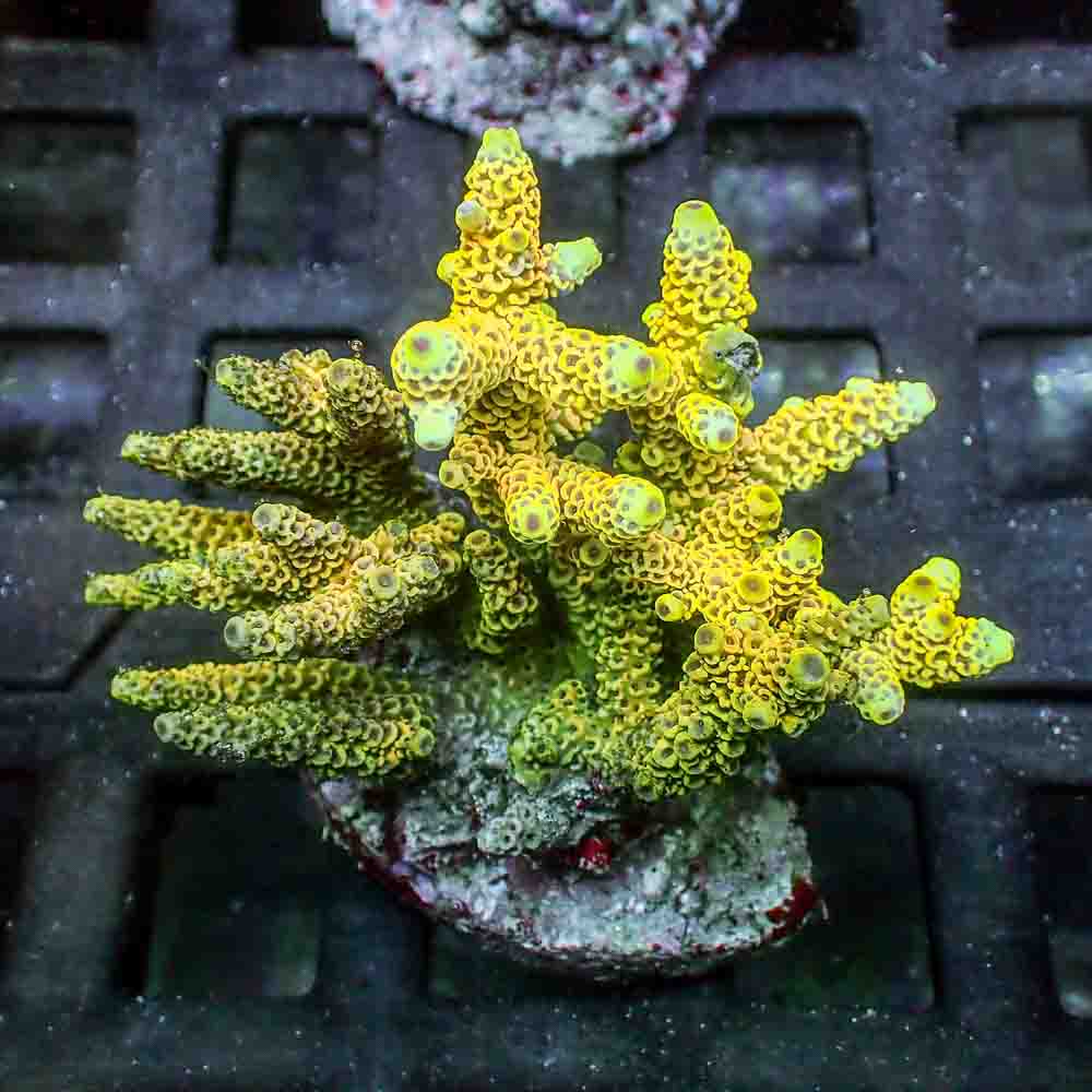 Sunset Yellow Acropora Millepora (M)