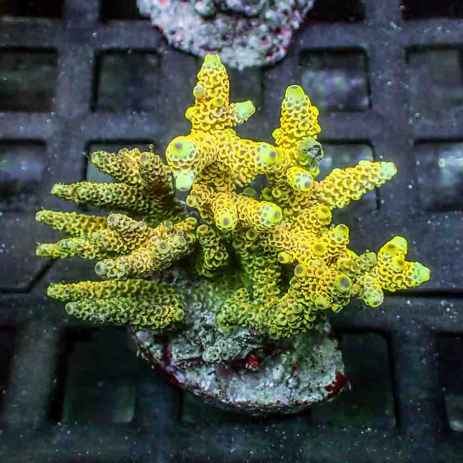 Sunset Yellow Acropora Millepora (M)