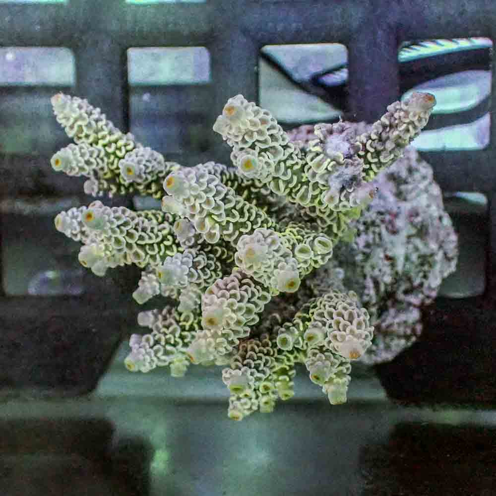 Acropora Tenuis (M)
