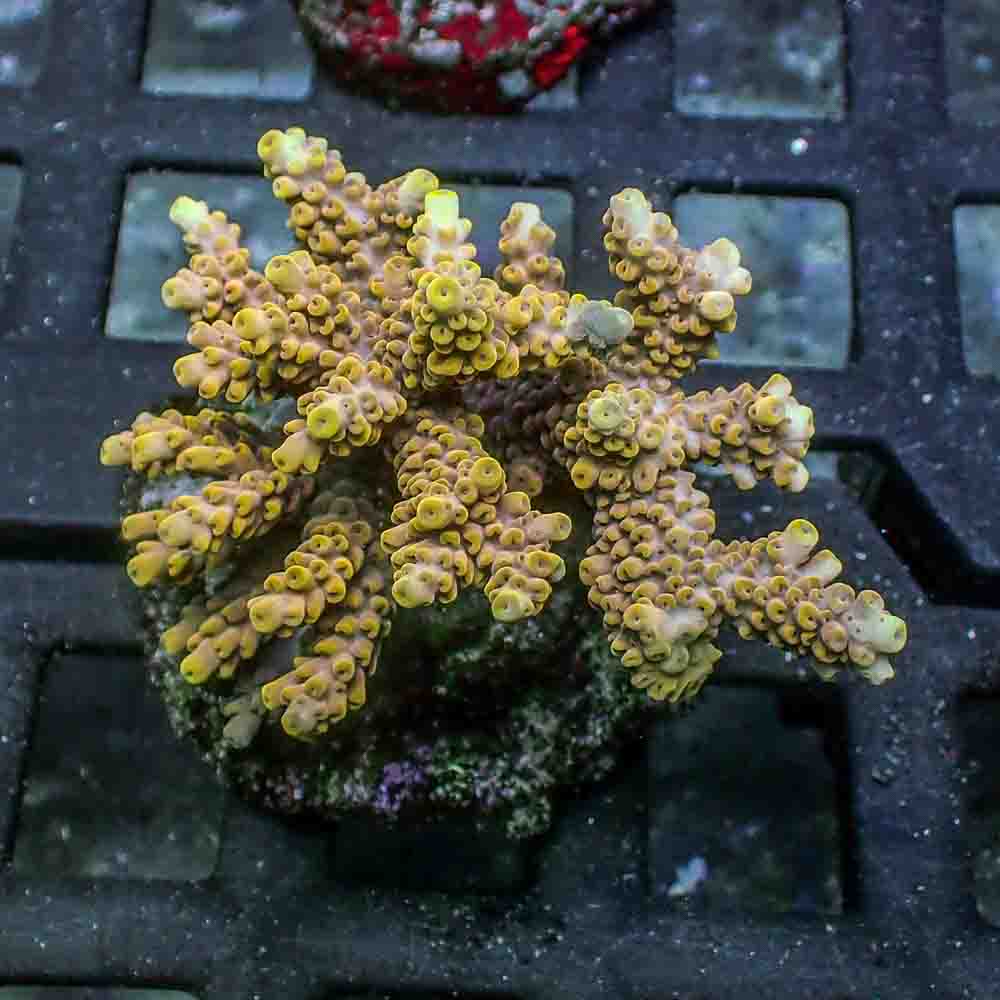 Acropora Microclados (M)