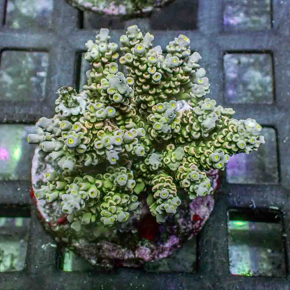 Acropora Tenuis (M)