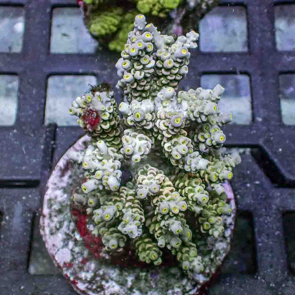 Acropora Tenuis (M)
