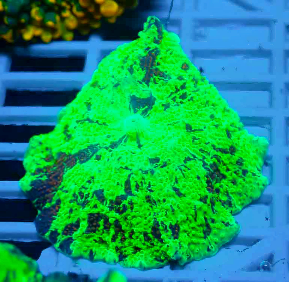 2" Kryptonite Jawbreaker Mushroom