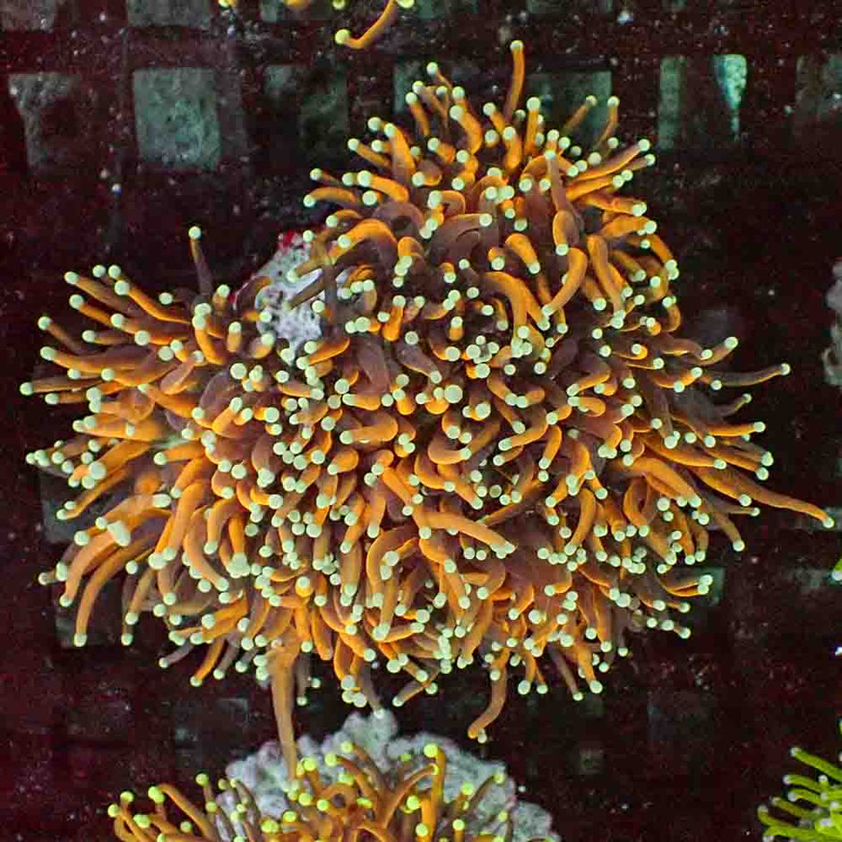 Special Gold Variant Torch