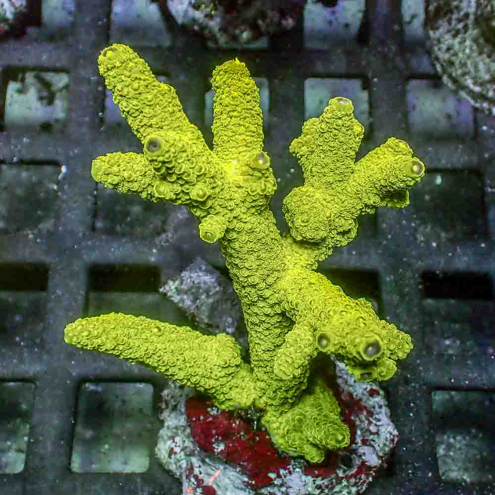 Green Slimmer Formosa (M)
