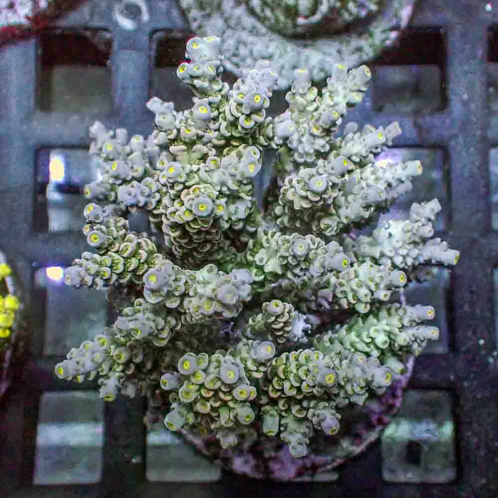 Acropora Tenuis (M)
