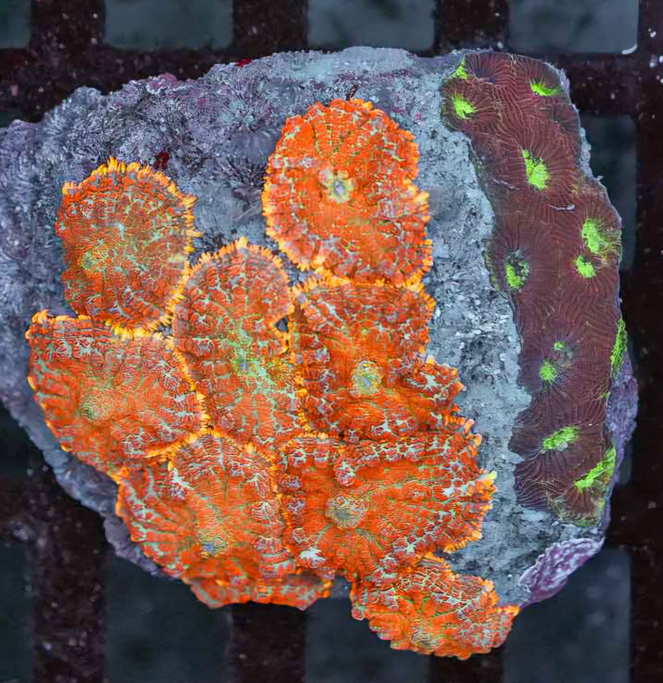 Blood Orange & Favia Combo Colony