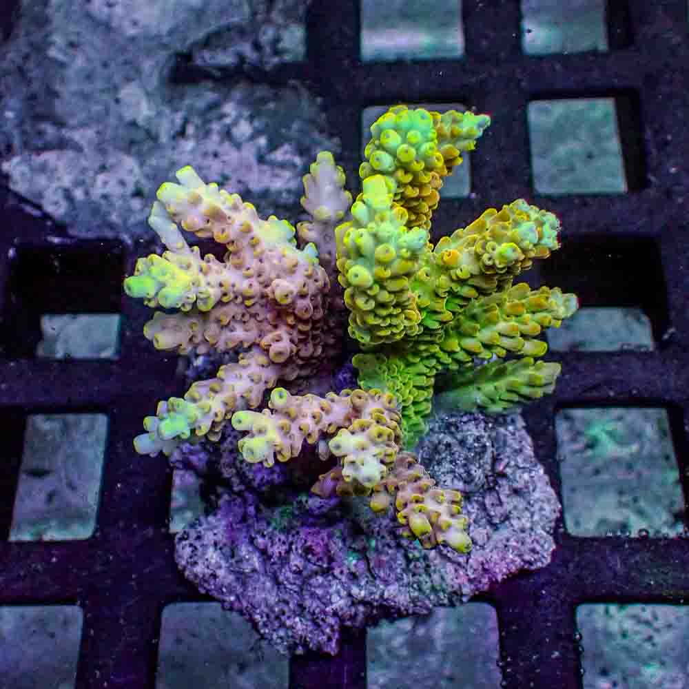 Acropora Microclados (M)