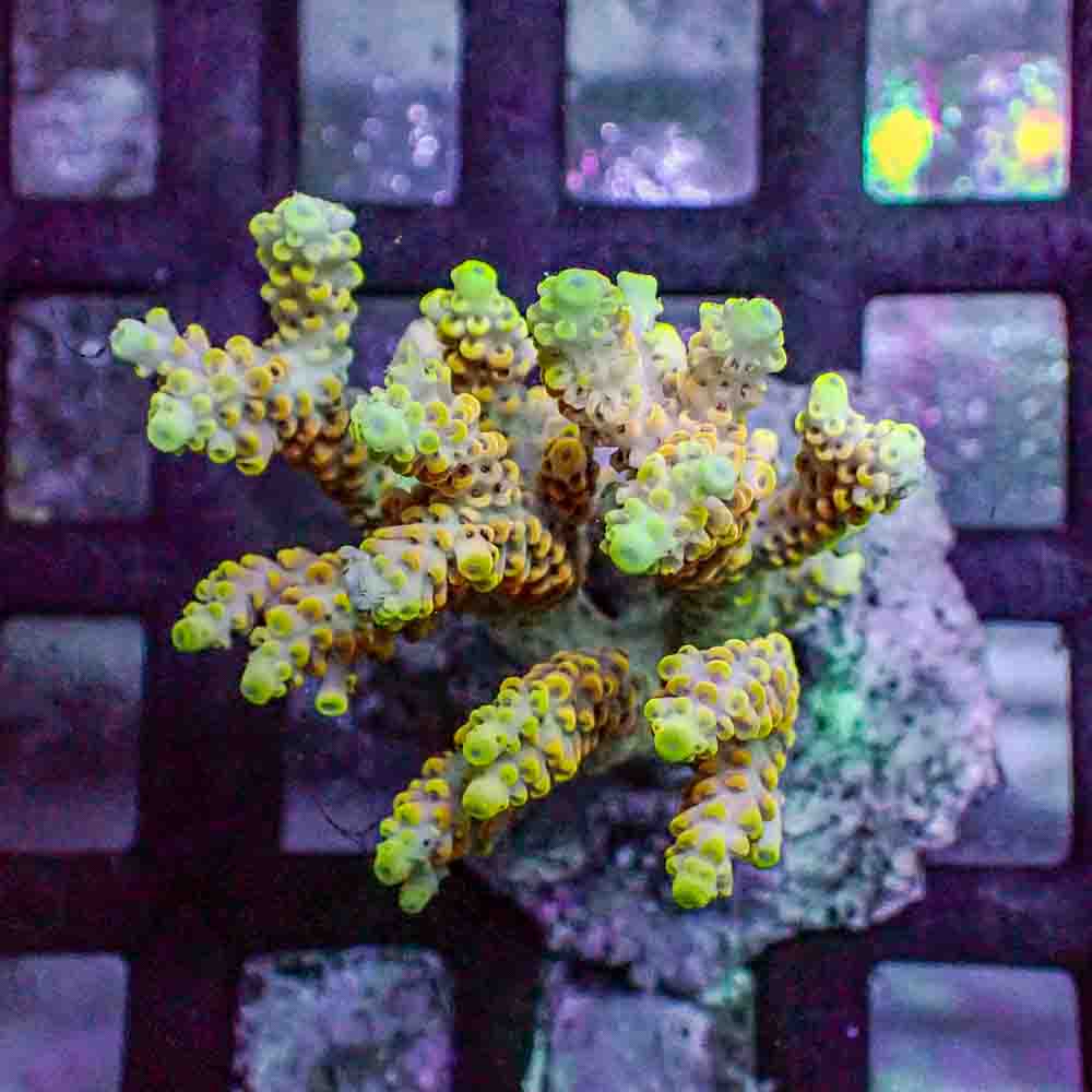 Acropora Microclados (M)