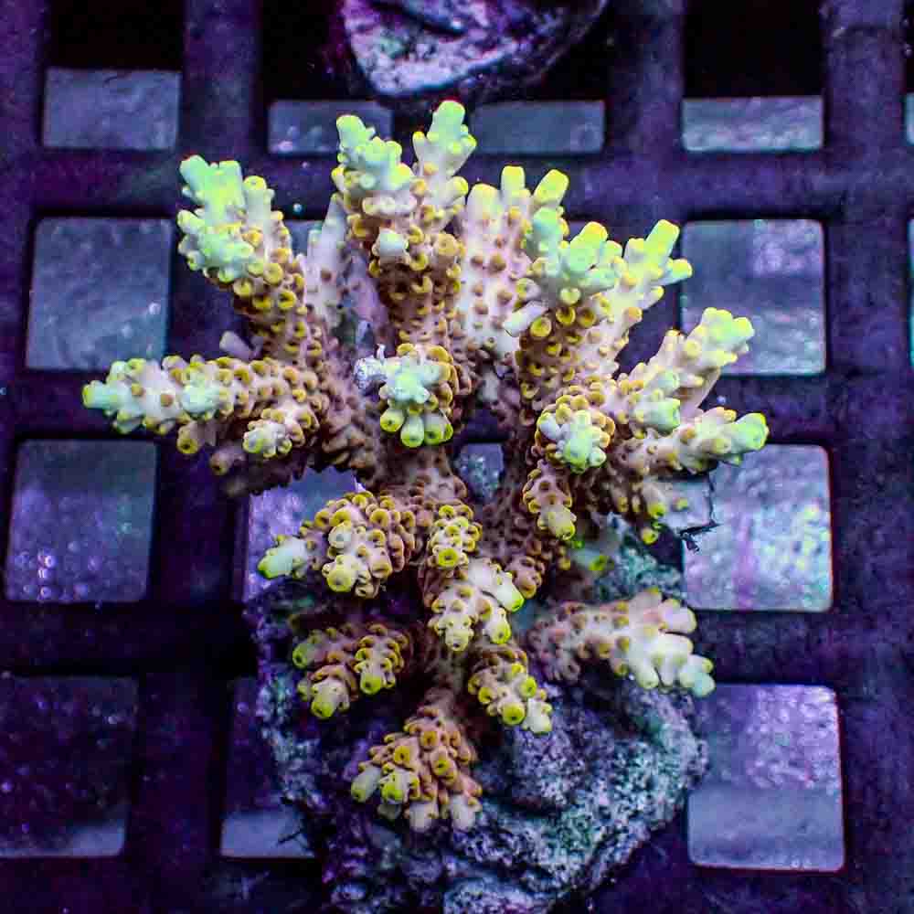Acropora Microclados (M)