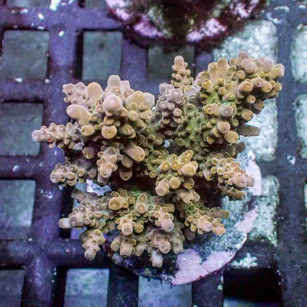 Acropora Microclados (M)