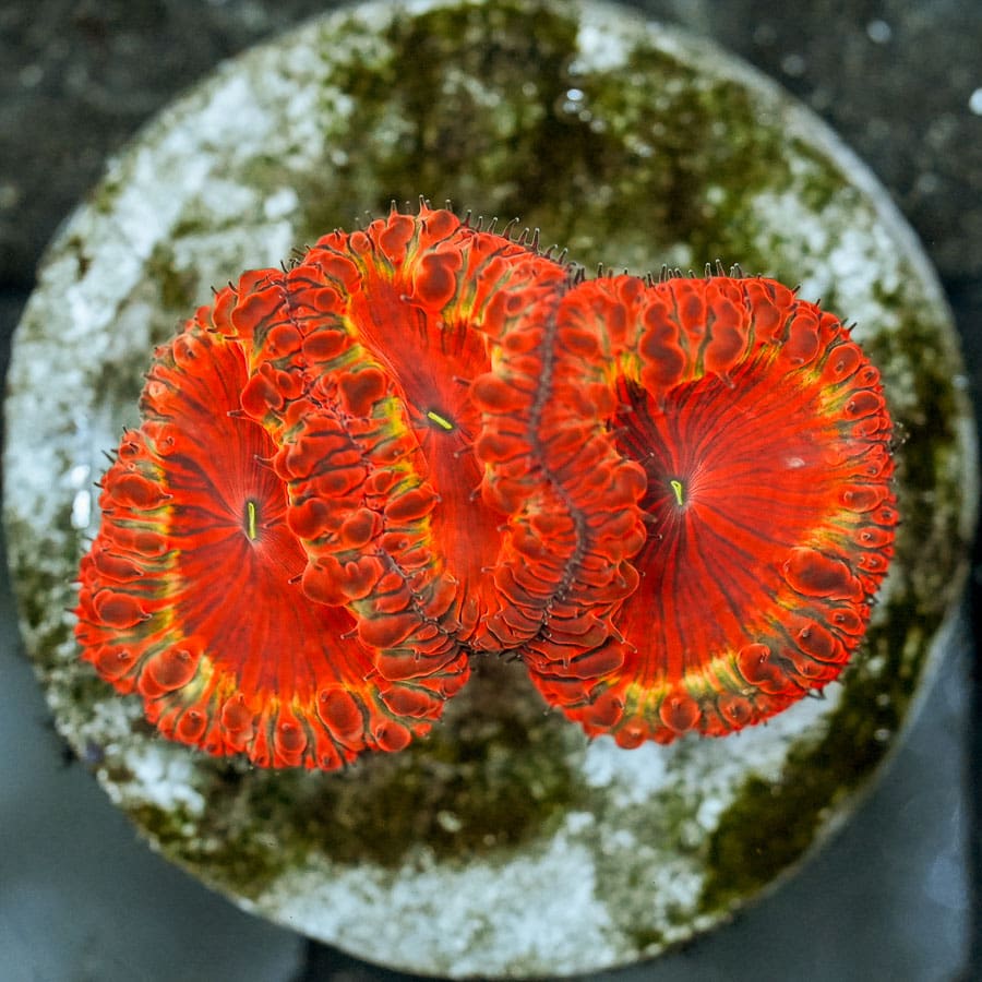 Dantes Inferno Indonesian Blasto Colony