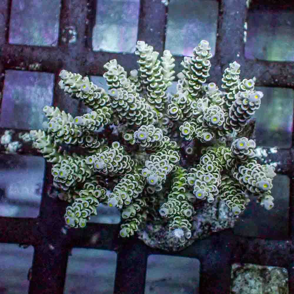 Acropora Tenuis (M)