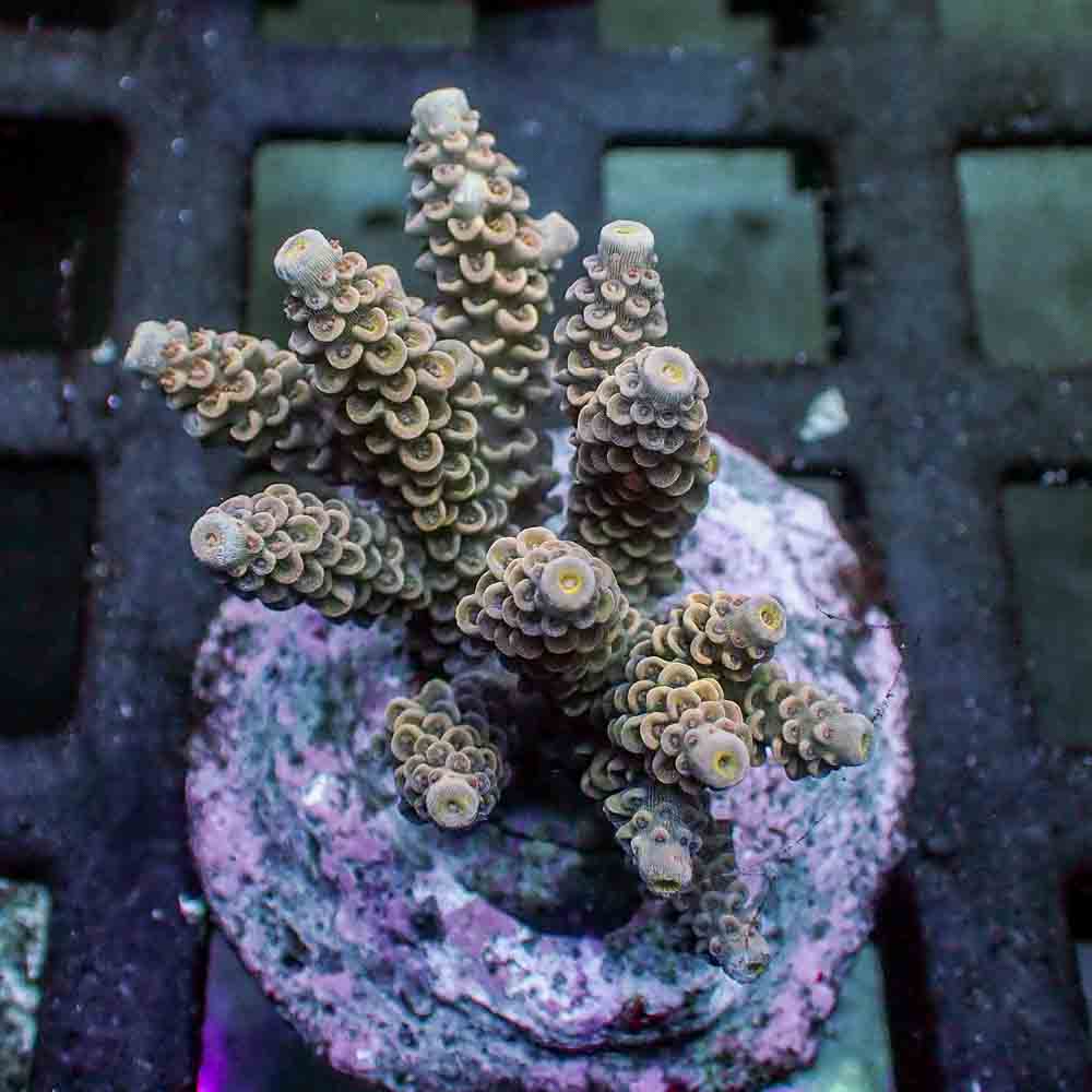 Acropora Tenuis (M)