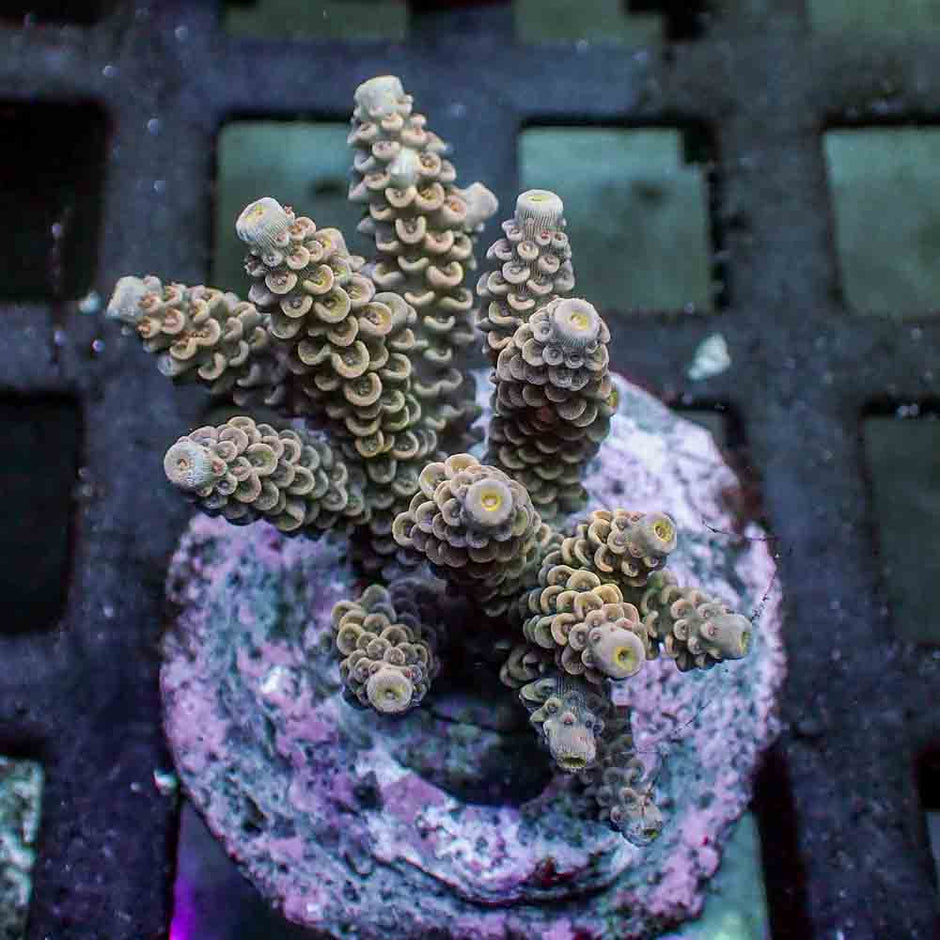 Acropora Tenuis (M)