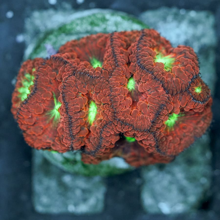 Light Years Indonesian Blasto Colony