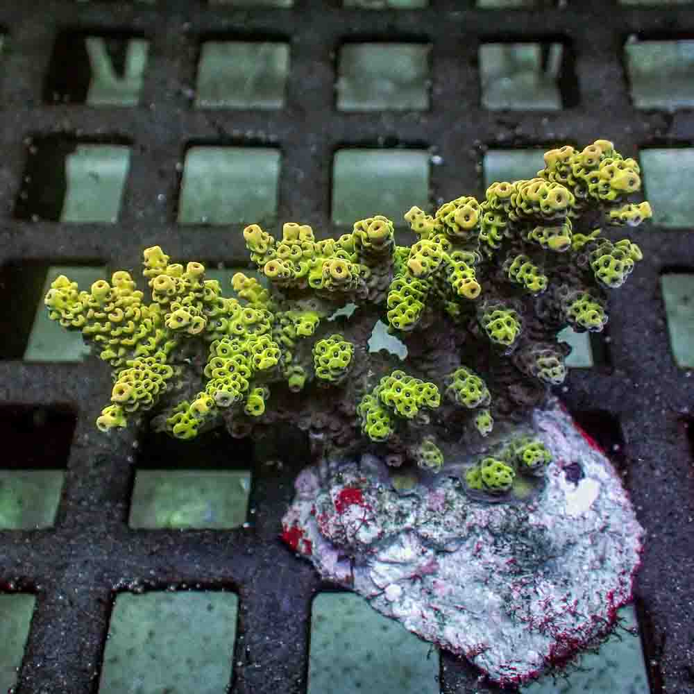 Acropora Microclados (M)