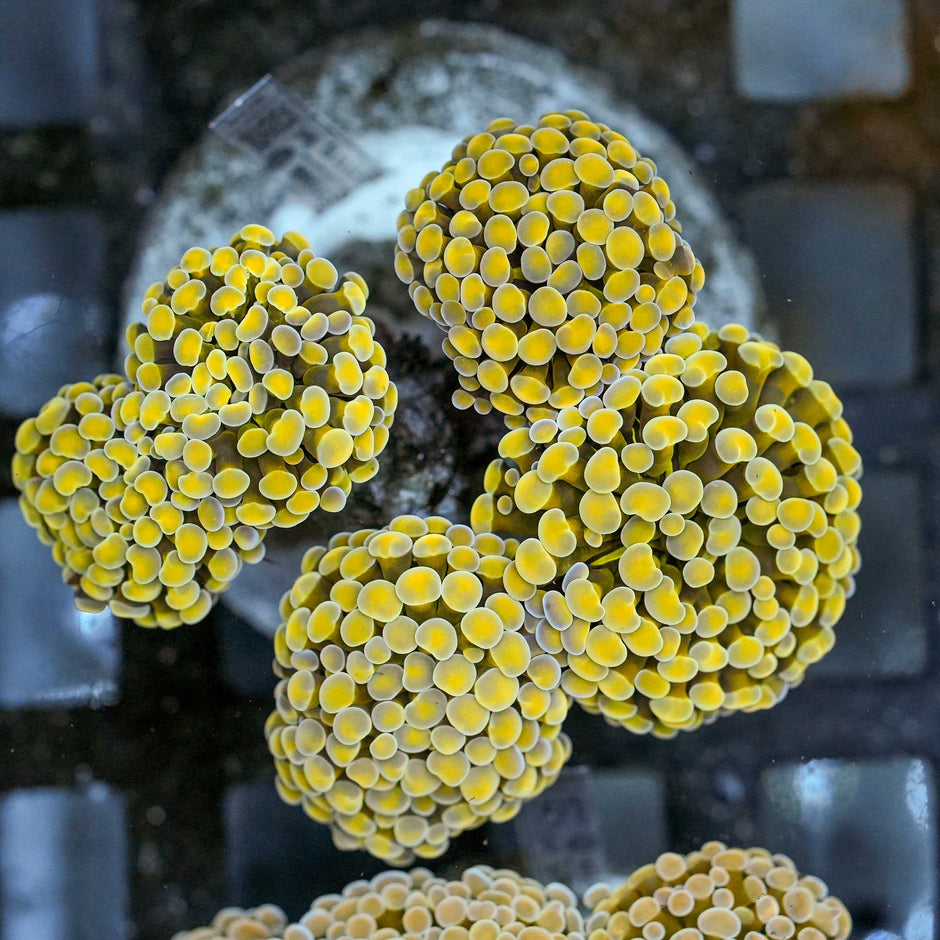 5-6 Head Gold Stalk Yellow Tip Froghammer Colony