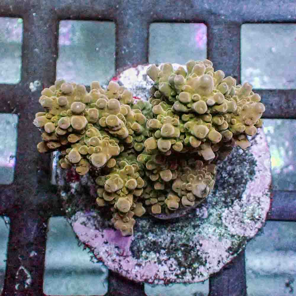 Acropora Microclados (M)