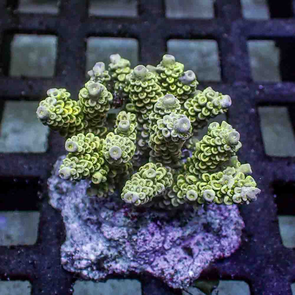 Acropora Tenuis (M)