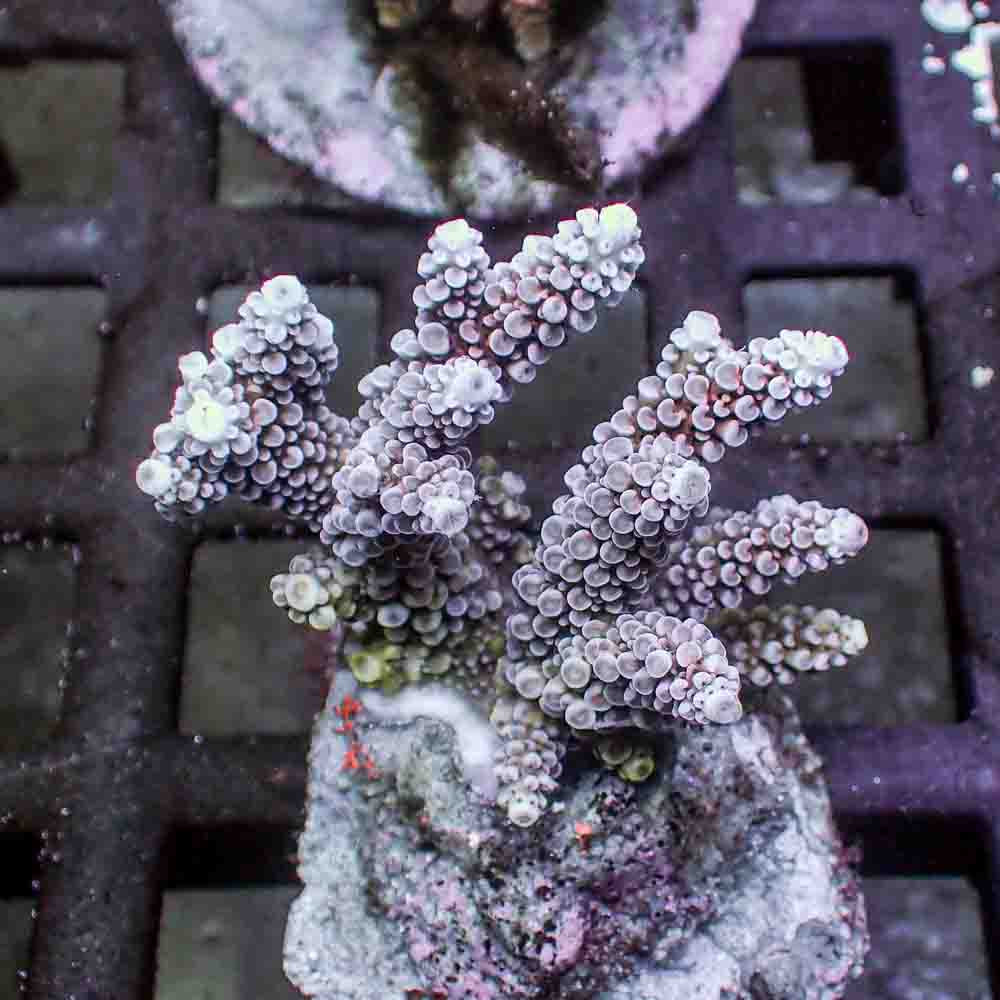Red Acropora Donei (M)