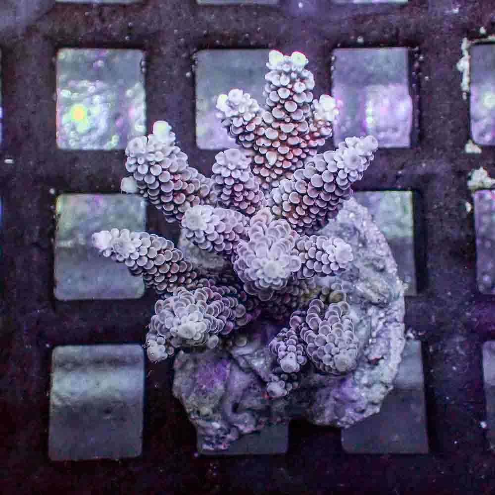 Red Acropora Donei (M)