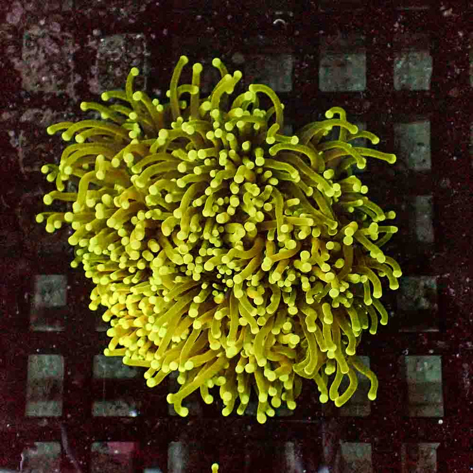 Special Gold Variant Torch