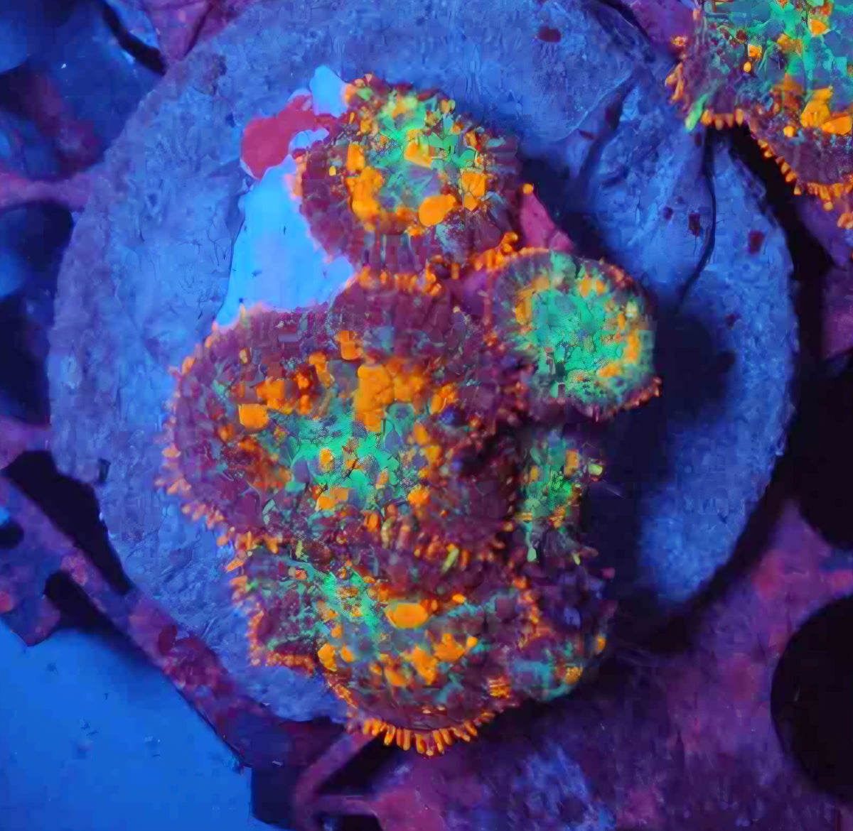 Orange Crush Bounce Mushroom Colony