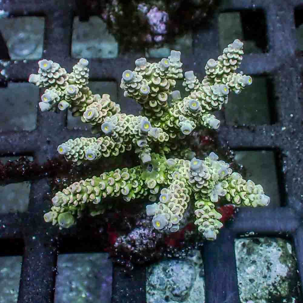 Acropora Tenuis (M)