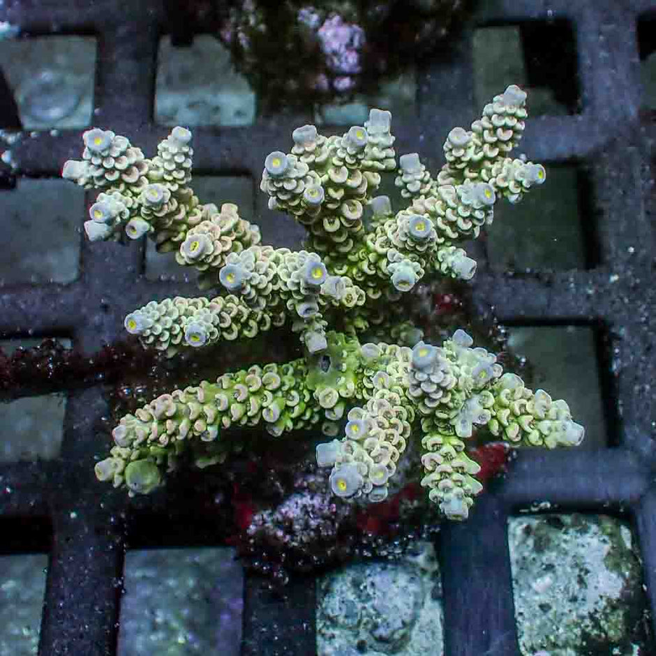 Acropora Tenuis (M)