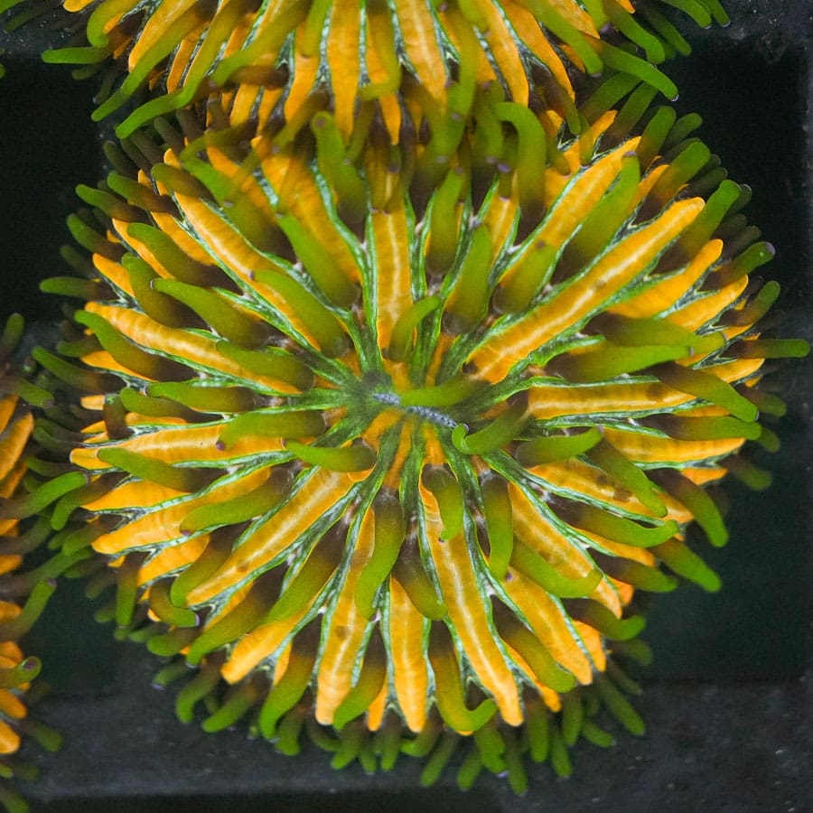 Baja Berserk Fungia Plate
