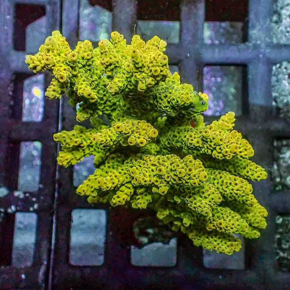Acropora Microclados (M)
