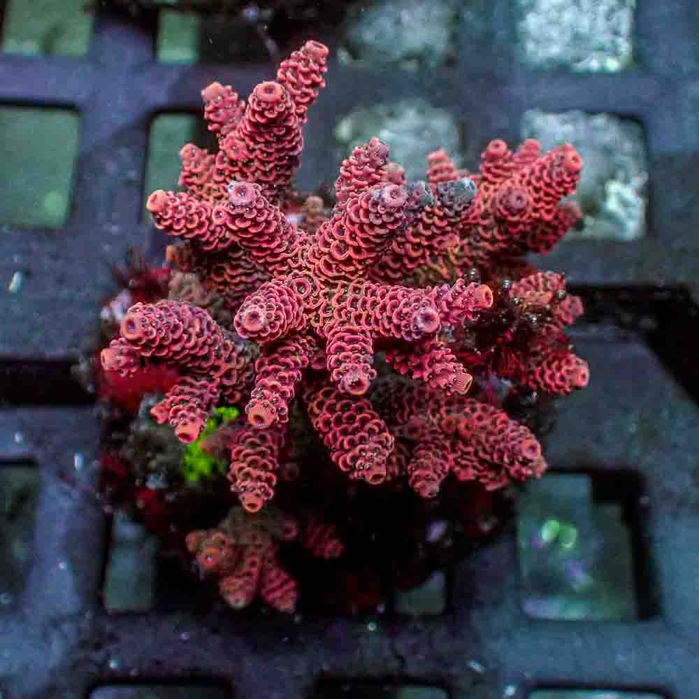 Red Acropora Millepora (M)