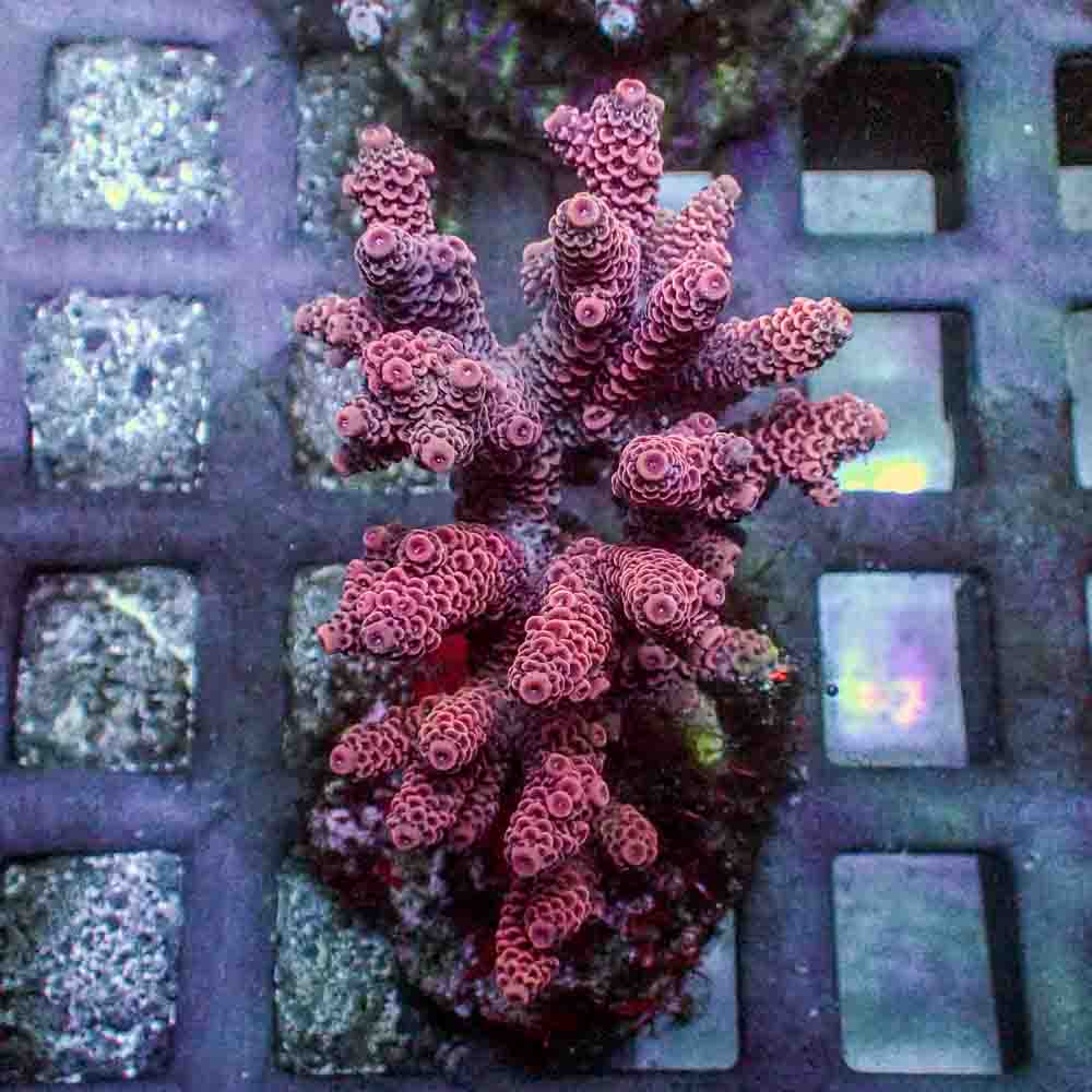 Red Acropora Millepora (M)