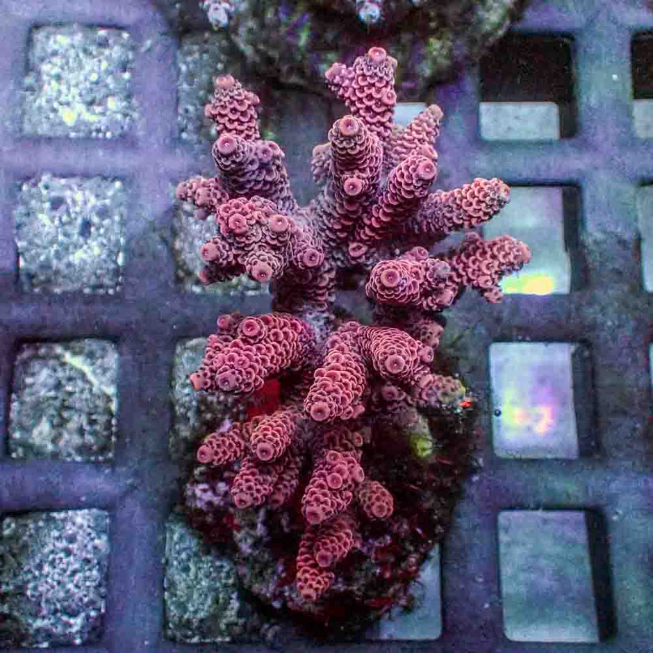 Red Acropora Millepora (M)