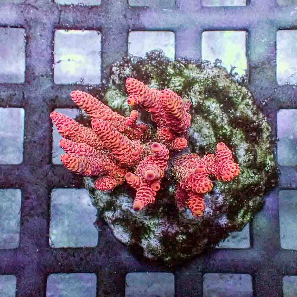Red Acropora Millepora (M)