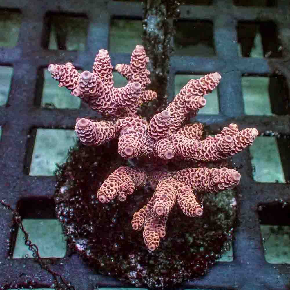 Red Acropora Millepora (M)