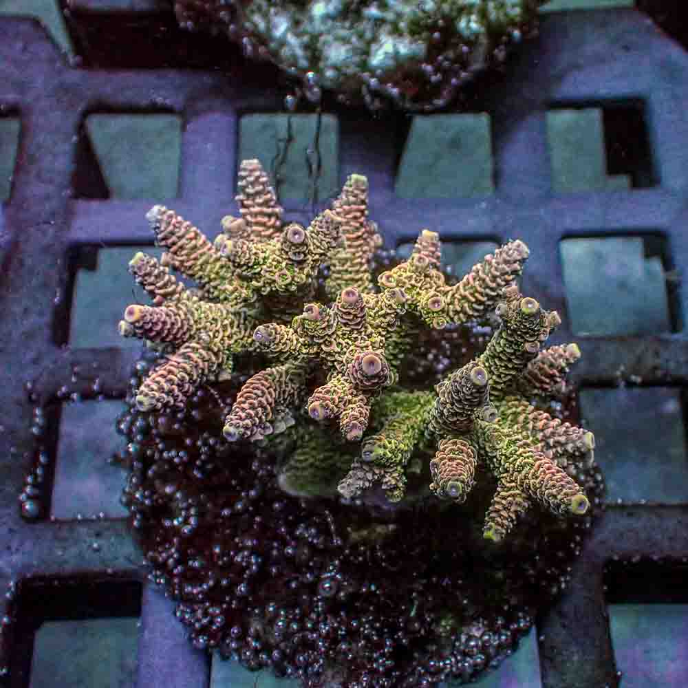 Sunset Green Acropora Millepora (M)