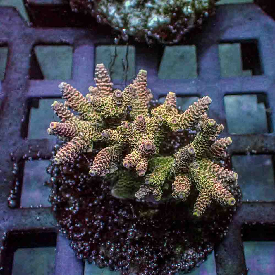 Sunset Green Acropora Millepora (M)