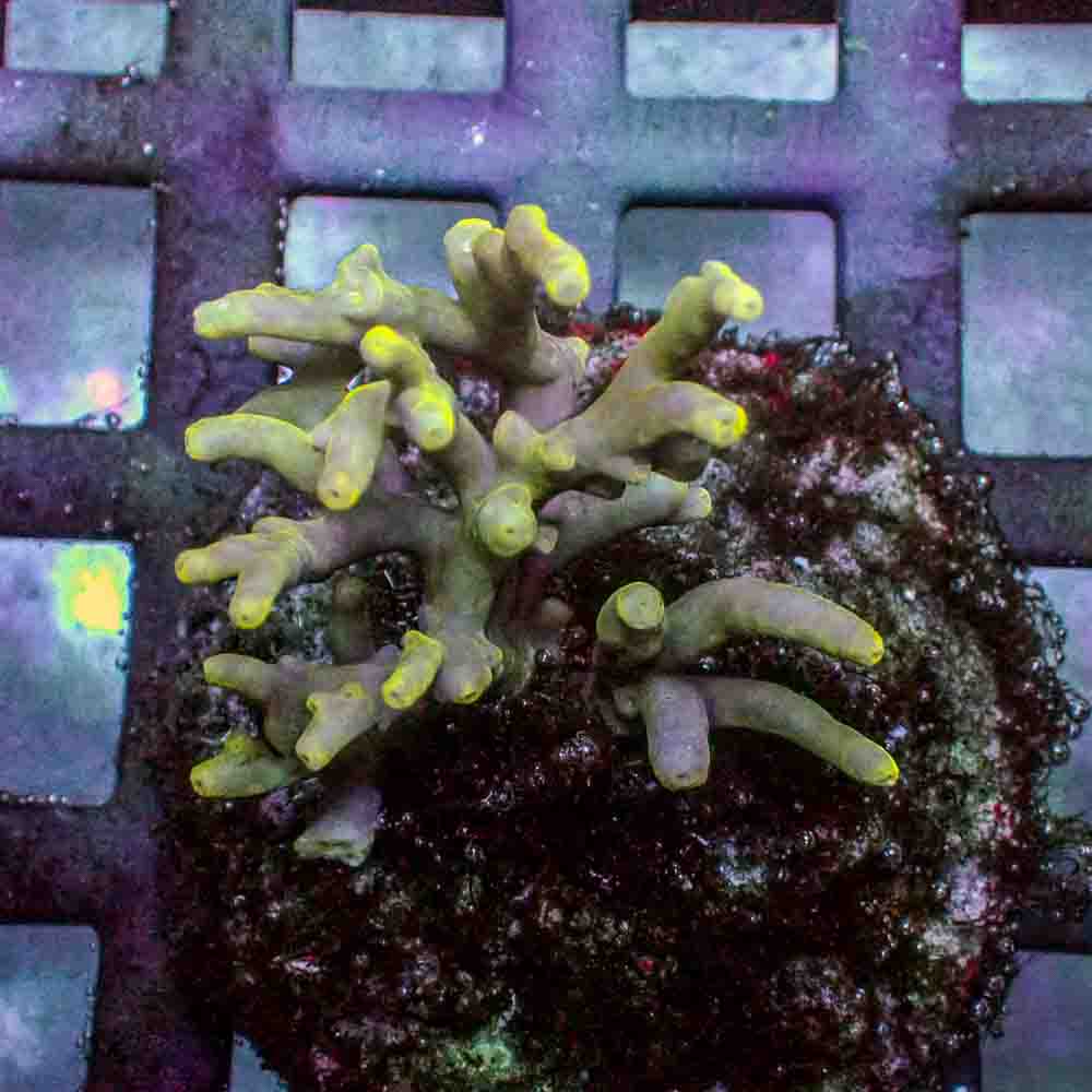 Acropora Caroliniana (M)