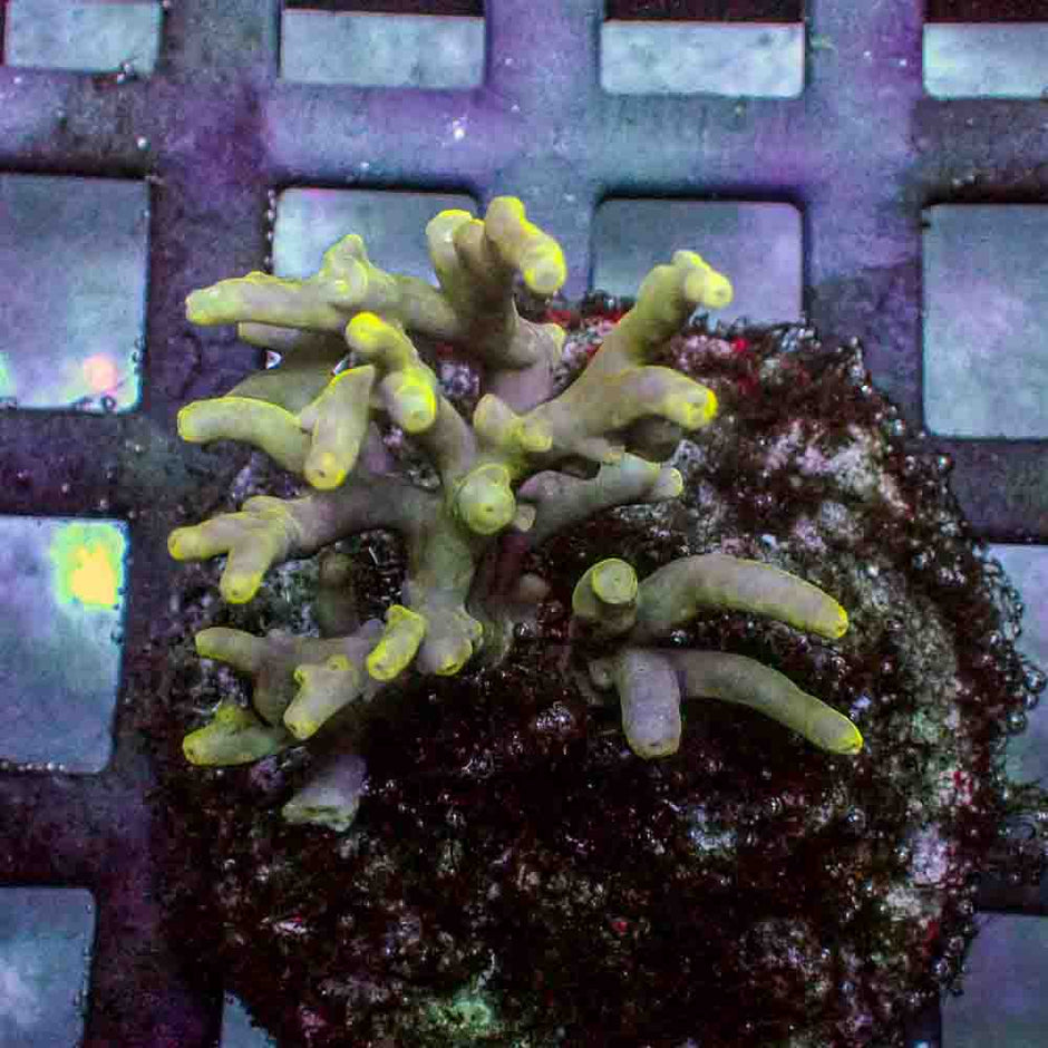Acropora Caroliniana (M)