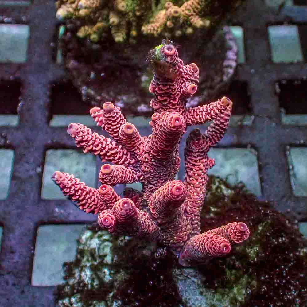 Red Acropora Millepora (M)