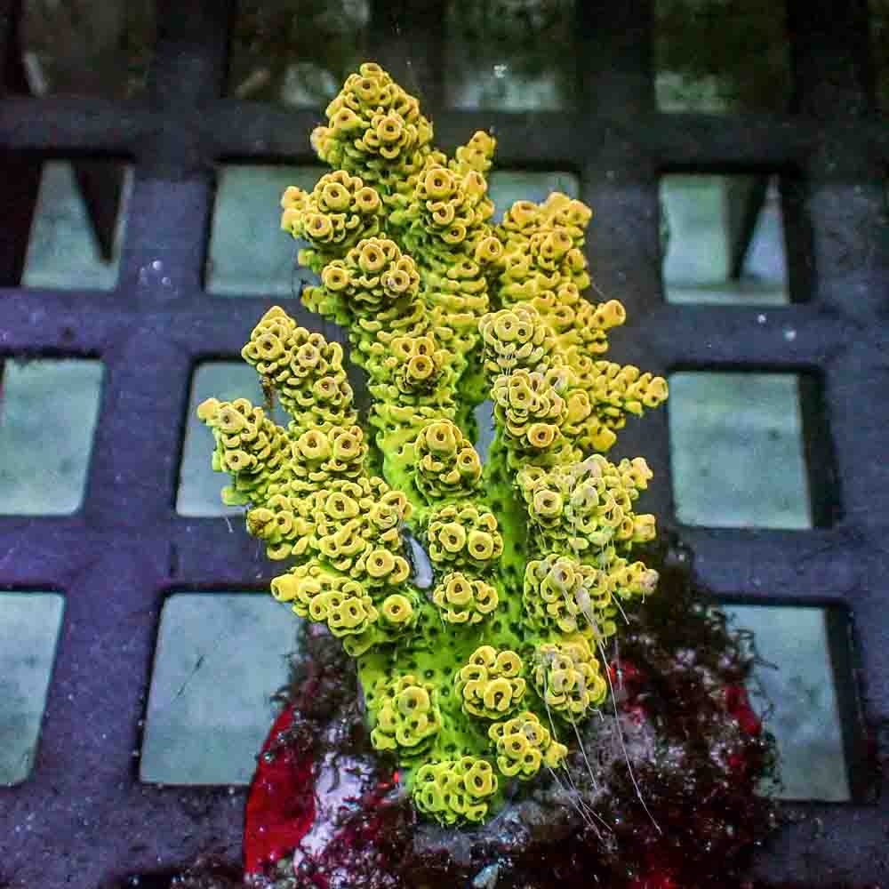 Acropora Selago (M)