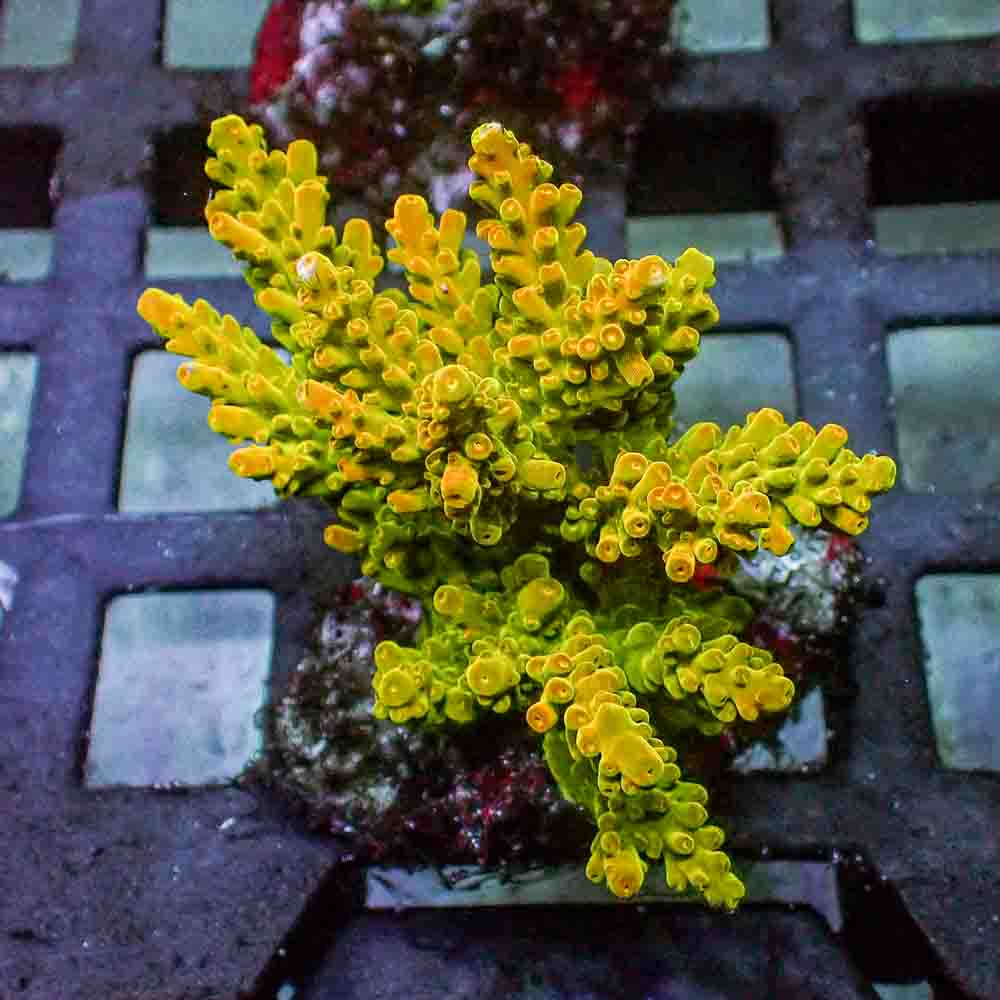 Golden Jawdropper Acropora Rosaria (M)