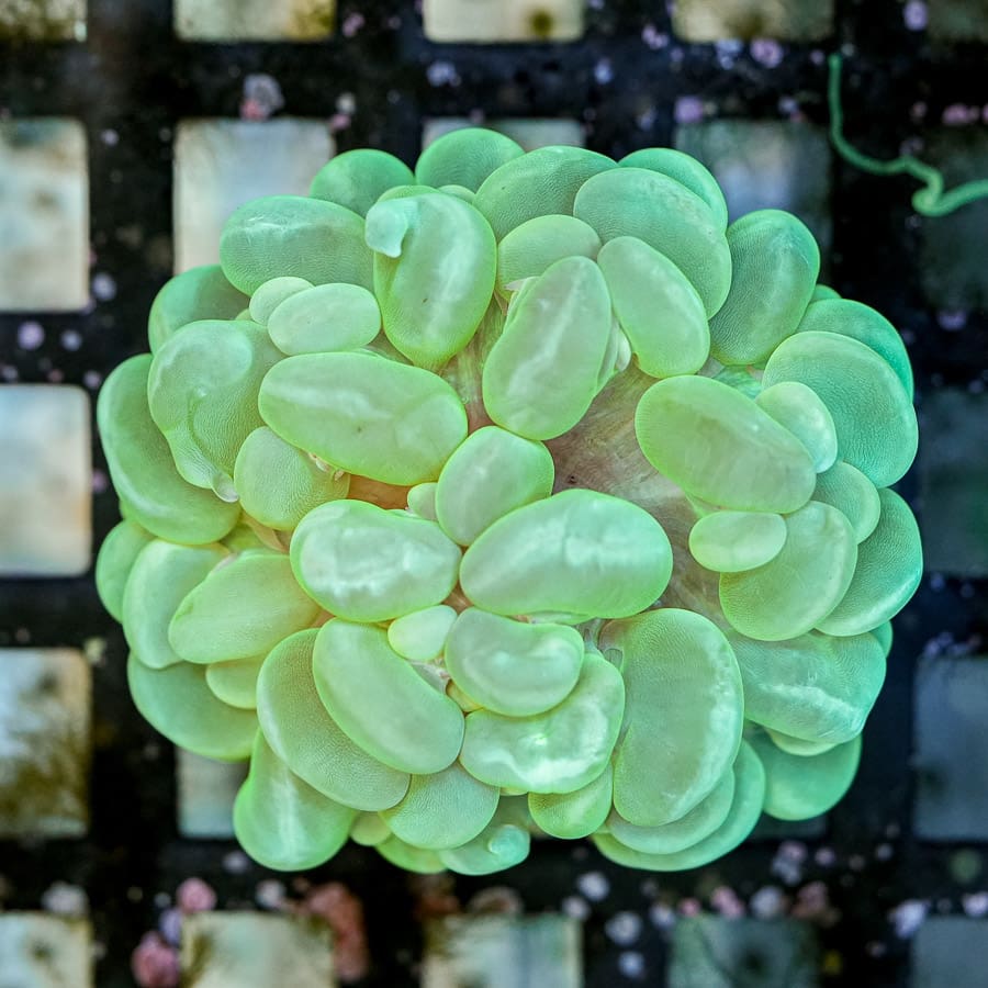 Bad Ass Bubble Coral