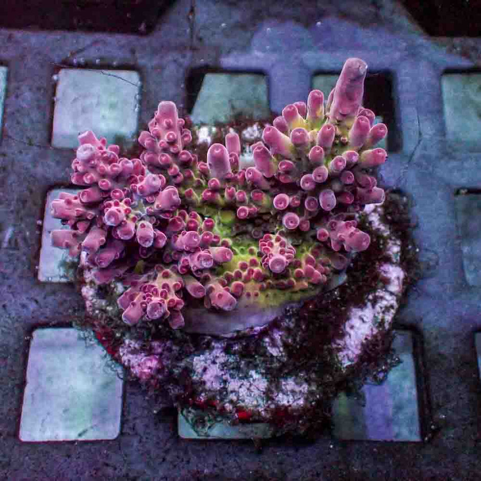 Cherry Blossom Acropora Rosaria (M)