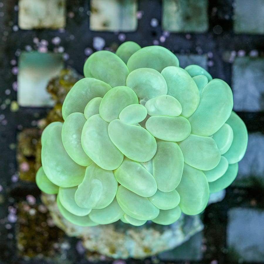 Mint Green Bubble Coral