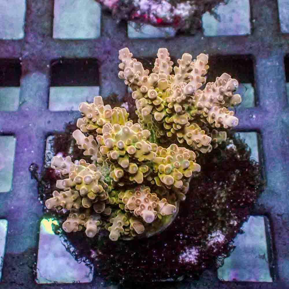 Cherry Blossom Acropora Rosaria (M)